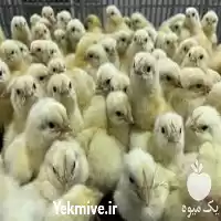 پرورش جوجه بومی دورگه فروش در گروه مرغ و خروس و بوقلمون و اردک قو قاز در یکمیوه
