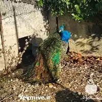 قیمت خرید تخم تضمینی طاووس در گروه انواع تخم ها در یکمیوه