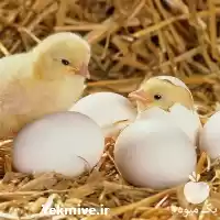 فروش جوجه یکروزه گوشتی راس در گروه مرغ و خروس و بوقلمون و اردک قو قاز در یکمیوه