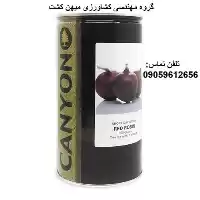 بذر پیاز قرمز روبین کانیون در گروه خرید و فروش بذر پیاز در یکمیوه