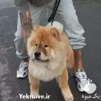 فروش سگ سامویید چاوچاو سفید سامویید در گروه سگ و گربه در یکمیوه