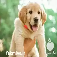 آگهی مشابه گلدن رتریور فروش توله سگ و فروش در گروه سگ و گربه در یکمیوه