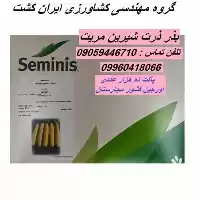 فروش بذر ذرت شیرین مریت سمینس در اردبیل در گروه خرید و فروش بذر ذرت در یکمیوه