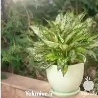 فروش گلدان پلاستیکی برای گل آپارتمانی در گروه خرید و فروش گیاهان زینتی در یکمیوه