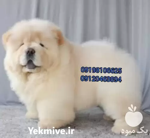 چاوچاو توله سگ فروش چاوچاو سوپرچمپیون در کرج در گروه سگ و گربه در یکمیوه -عکس1