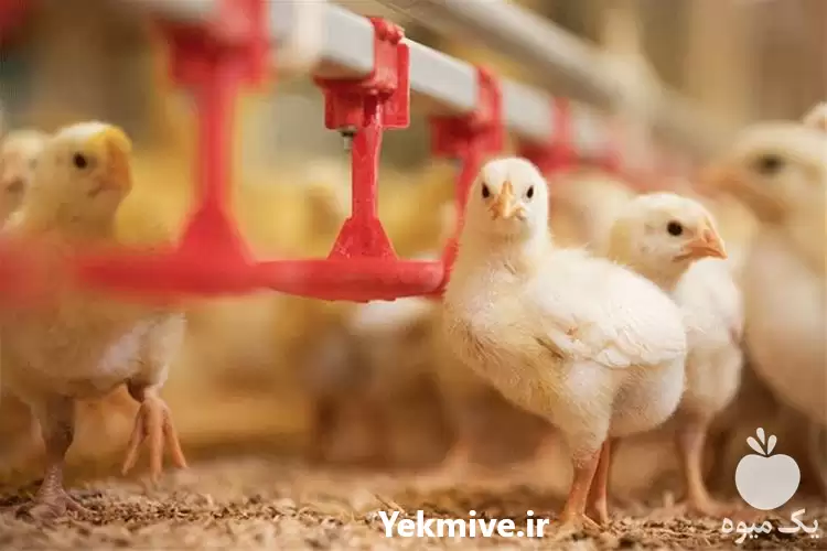 قیمت خرید جوجه گوشتی راس در گروه مرغ و خروس و بوقلمون و اردک قو قاز در یکمیوه -عکس1