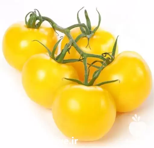 فروش بذر گوجه چری زرد طلایی در گروه خرید و فروش بذر گوجه در یکمیوه -عکس1