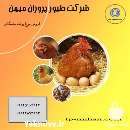 فروش جوجه یک روزه مرغ بومی در تهران در گروه مرغ و خروس و بوقلمون و اردک قو قاز در یکمیوه -عکس1