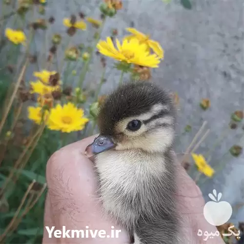 قیمت خرید تخم اردک نطفه دار در گرگان در گروه انواع تخم ها در یکمیوه -عکس1