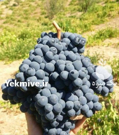 انگور سیاه درجه یک در سردشت در گروه خرید و فروش انگور در یکمیوه -عکس1