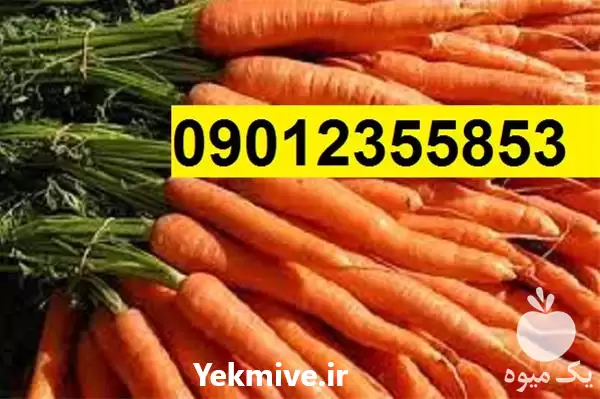 قیمت خرید بذر هویج نانکو هیبرید در کرمان  در گروه خرید و فروش بذر هویج در یکمیوه -عکس1