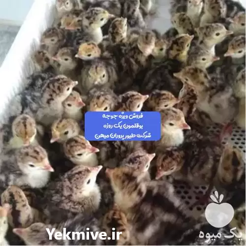 فروش ویژه جوجه بوقلمون یک روزه در تهران در گروه مرغ و خروس و بوقلمون و اردک قو قاز در یکمیوه -عکس1
