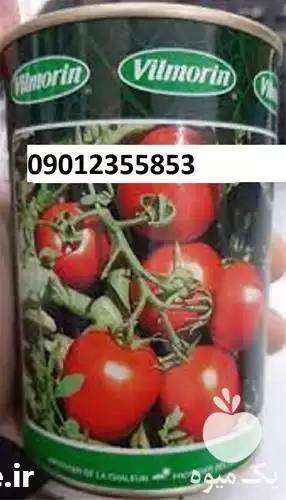 فروش خیار ویلمورین با قیمت مناسب در کرج در گروه خرید و فروش بذر خیار در یکمیوه -عکس1