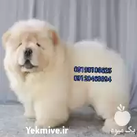 چاوچاو توله سگ فروش چاوچاو سوپرچمپیون در کرج در گروه سگ و گربه در یکمیوه