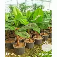 قیمت خرید نهال موز و آناناس در گروه خرید و فروش نهال موز در یکمیوه