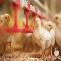 قیمت خرید جوجه گوشتی راس در گروه مرغ و خروس و بوقلمون و اردک قو قاز در یکمیوه