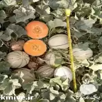 فروش توزیع بذر ملون و یونا در گروه خرید و فروش بذر ملون در یکمیوه