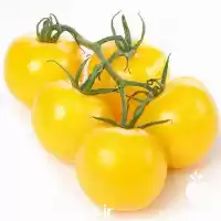 فروش بذر گوجه چری زرد طلایی در گروه خرید و فروش بذر گوجه در یکمیوه