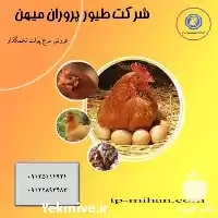 فروش جوجه یک روزه مرغ بومی در تهران در گروه مرغ و خروس و بوقلمون و اردک قو قاز در یکمیوه