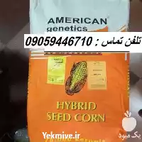 قیمت خرید بذر ذرت آمریکن ژنتیک در گروه خرید و فروش بذر ذرت در یکمیوه