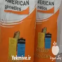 فروش بذر علوفه ای امریکن ژنتیک در اهواز در گروه خرید و فروش علوفه در یکمیوه