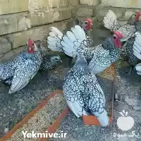 قیمت خرید تخم نطفه دار مرغ در تهران در گروه انواع تخم ها در یکمیوه