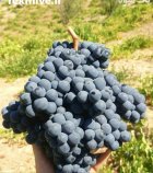 انگور سیاه درجه یک در سردشت در گروه خرید و فروش انگور در یکمیوه