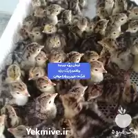 فروش ویژه جوجه بوقلمون یک روزه در تهران در گروه مرغ و خروس و بوقلمون و اردک قو قاز در یکمیوه