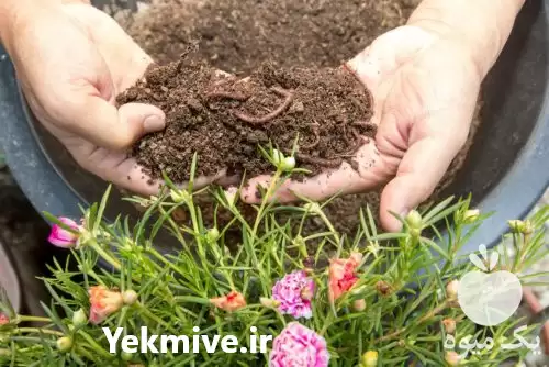 قیمت خرید مشاوره تولید ورمی کمپوست در کرج در گروه خرید و فروش کود کمپوست در یکمیوه -عکس1