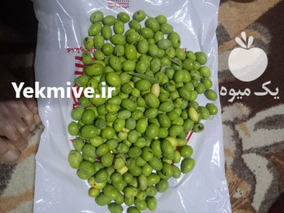 زيتون تخم کبکی سر درختی در کازرون در گروه خرید و فروش زیتون در یکمیوه -عکس1
