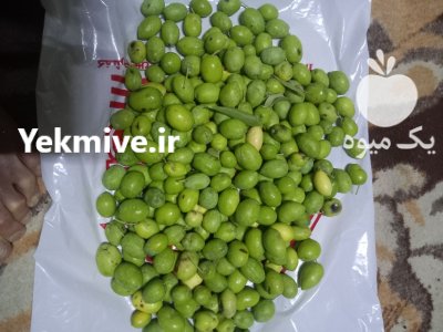 زيتون تخم کبکی سر درختی در کازرون در گروه خرید و فروش زیتون در یکمیوه -عکس2