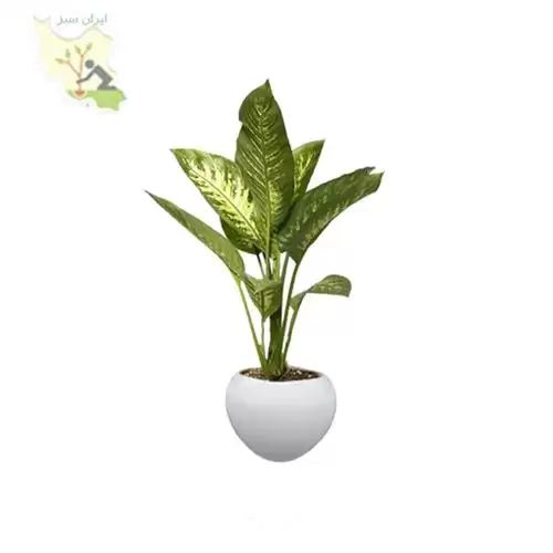 فروش گیاه دیفن باخیا با گلدان در گروه خرید و فروش گیاهان زینتی در یکمیوه -عکس1