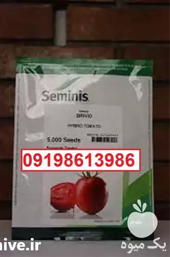 پخش بذر گوجه فرنگی بریویو پرفروش در اهواز در گروه خرید و فروش بذر گوجه در یکمیوه -عکس1