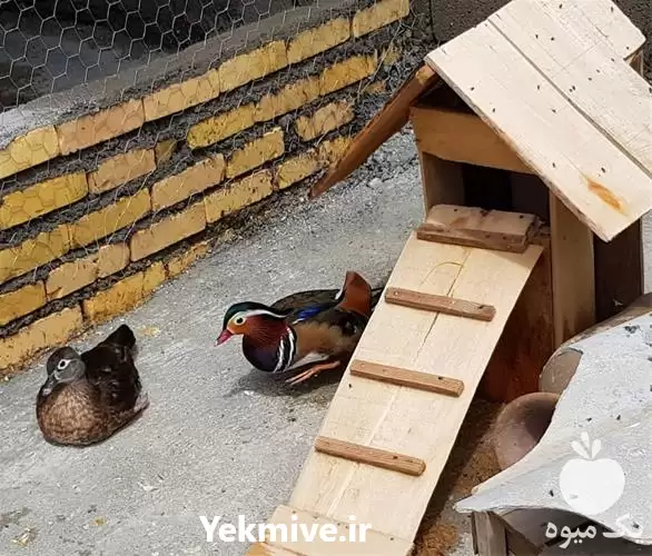 خرید عرضه تخم نطفه دار اردک در تهران در گروه انواع تخم ها در یکمیوه -عکس1