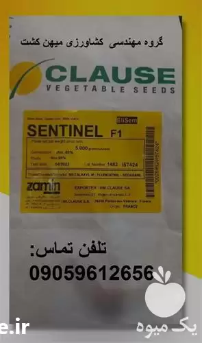 بذر ذرت سوپرشیرین سنتینل کلوزF 1 در گروه خرید و فروش بذر ذرت در یکمیوه -عکس1