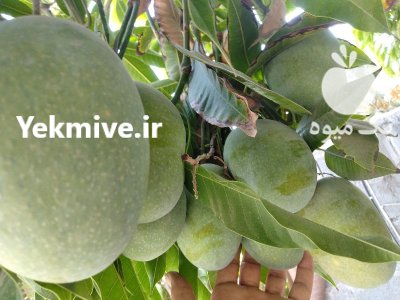 انواع نهال انبه پیوندی در گروه خرید و فروش نهال انبه در یکمیوه -عکس1