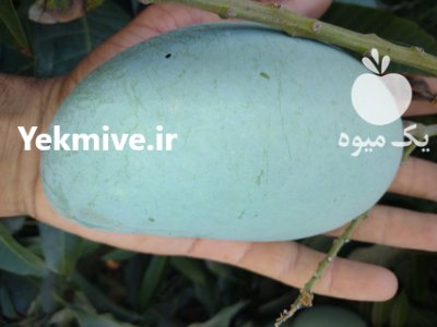 انواع نهال انبه پیوندی در گروه خرید و فروش نهال انبه در یکمیوه -عکس3