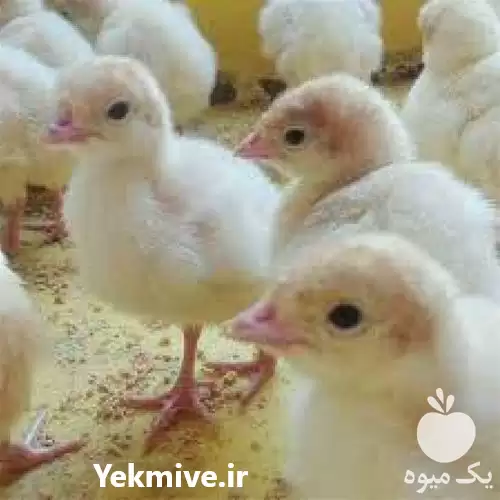 فروش خرید بوقلمون با کیفیت در تهران در گروه مرغ و خروس و بوقلمون و اردک قو قاز در یکمیوه -عکس1