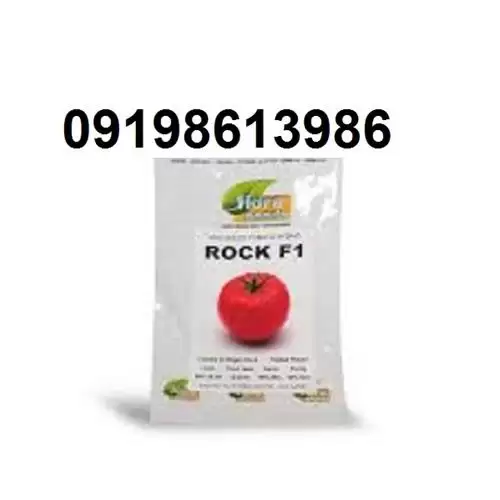 قیمت خرید سفارش بذر گوجه فرنگی در بوشهر در گروه خرید و فروش بذر گوجه در یکمیوه -عکس1