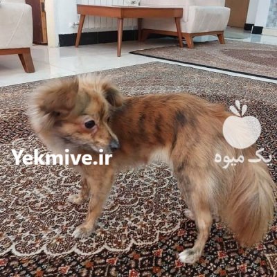 سگ پامر اشپیتز در تهران در گروه سگ و گربه در یکمیوه -عکس1