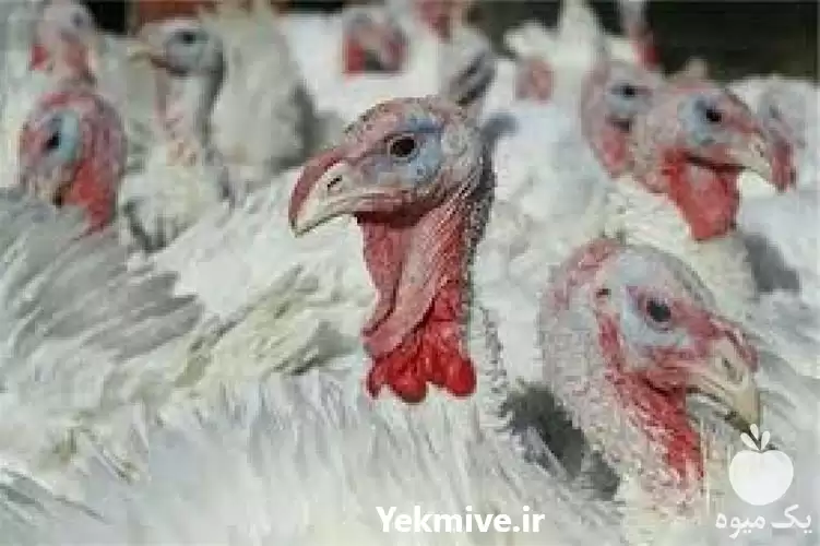 فروش جوجه گوشتی در سراسر کشور در تهران در گروه مرغ و خروس و بوقلمون و اردک قو قاز در یکمیوه -عکس1