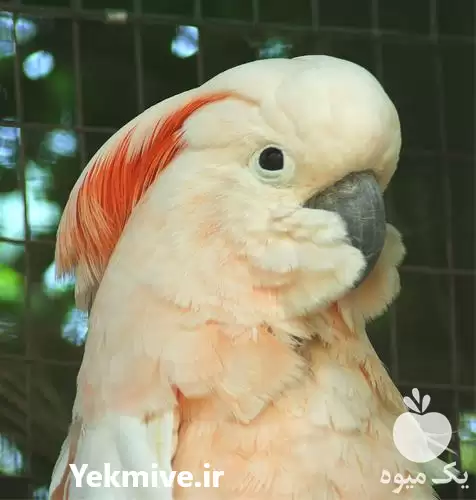 فروش تخم نطفه دار در زنجان در گروه انواع تخم ها در یکمیوه -عکس1