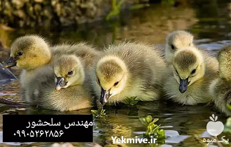 فروش جوجه غاز دو رگه در اردبیل در گروه مرغ و خروس و بوقلمون و اردک قو قاز در یکمیوه -عکس1