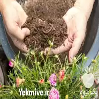 قیمت خرید مشاوره تولید ورمی کمپوست در کرج در گروه خرید و فروش کود کمپوست در یکمیوه