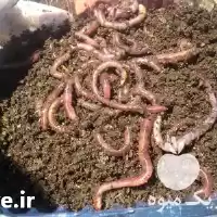قیمت خرید کرم کمپوستر ایزینیا فتیدا در کرج در گروه خرید و فروش کود کمپوست در یکمیوه