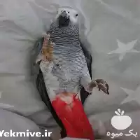 فروش خرید تخم کاسکو نطفه دار در تهران در گروه انواع تخم ها در یکمیوه