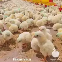 قیمت خرید جوجه گوشتی آرین در تهران در گروه مرغ و خروس و بوقلمون و اردک قو قاز در یکمیوه