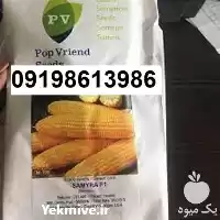 پخش فروش بذر ذرت سمیرا پرفروش در اهواز در گروه خرید و فروش بذر ذرت در یکمیوه