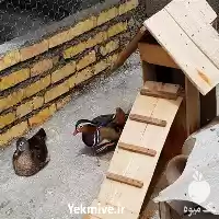 خرید عرضه تخم نطفه دار اردک در تهران در گروه انواع تخم ها در یکمیوه