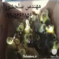 فروش جوجه غاز در سنندج در گروه مرغ و خروس و بوقلمون و اردک قو قاز در یکمیوه